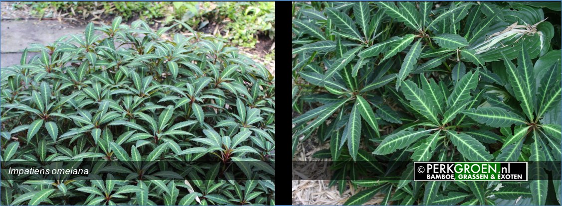 Impatiens omeiana